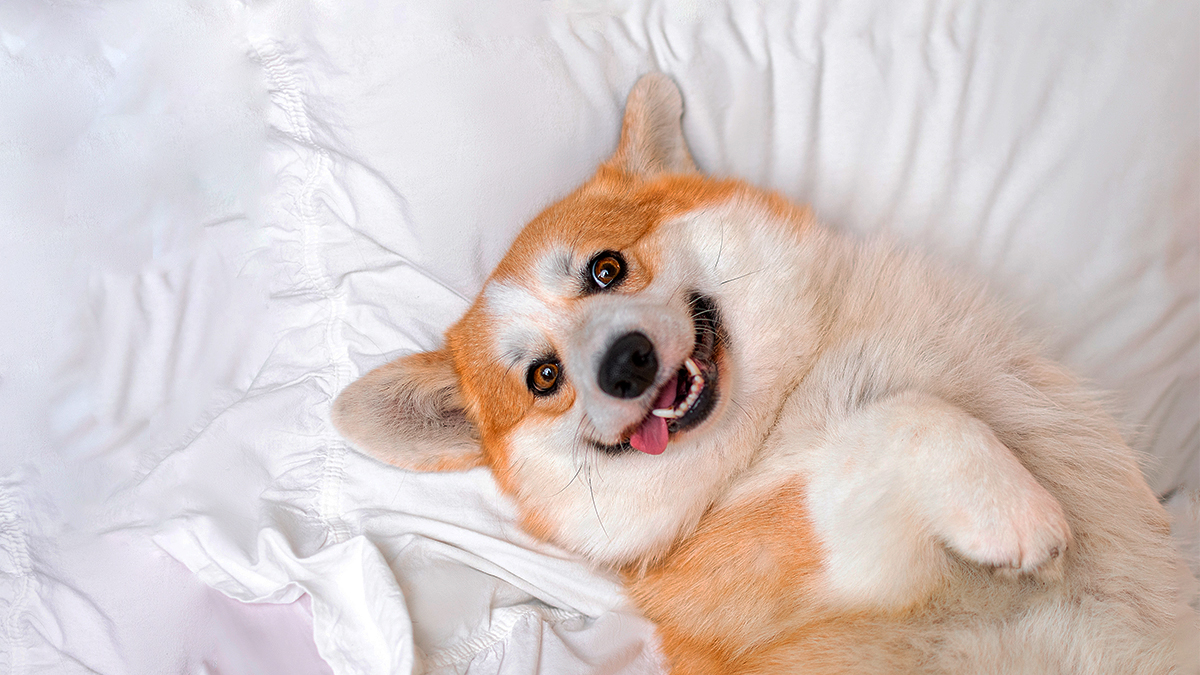 приснилась собака женщине