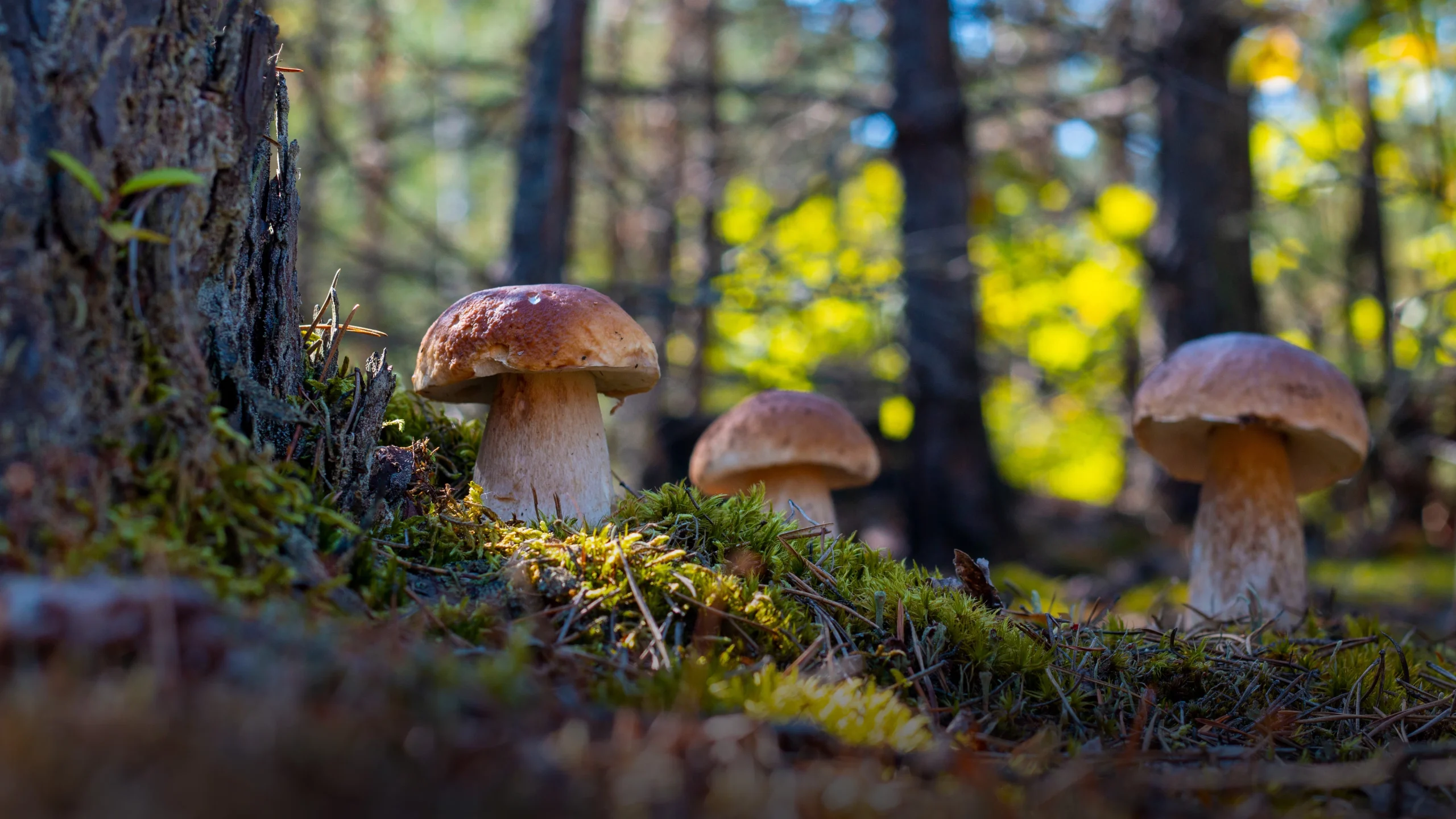 как правильно собирать грибы