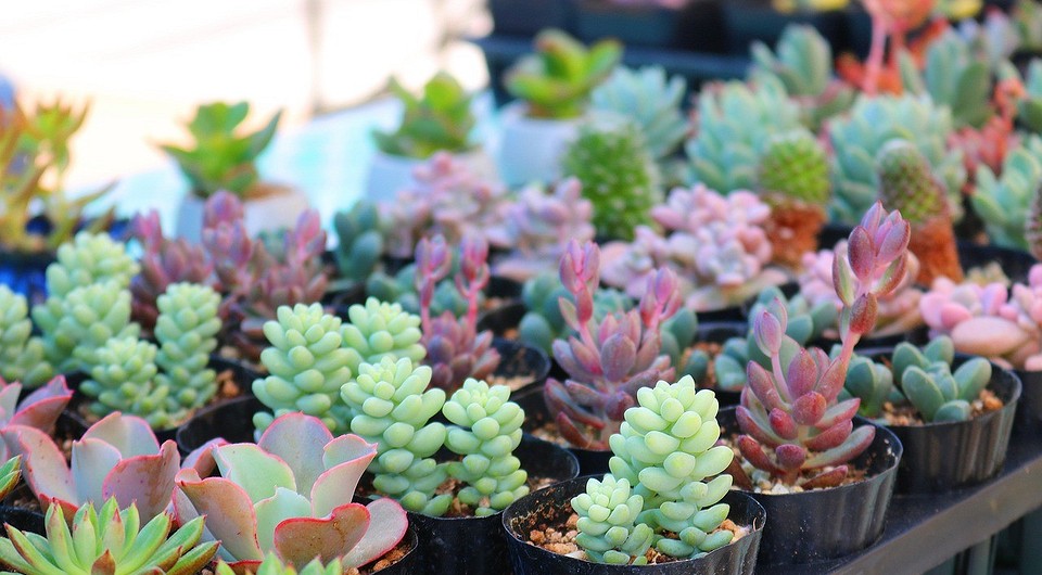 ампельні сукуленти види