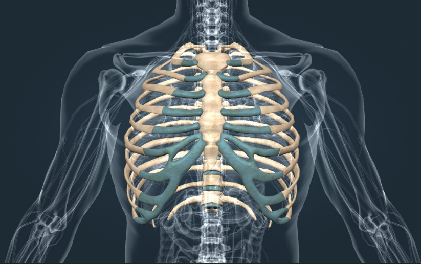 ребра у людини скільки