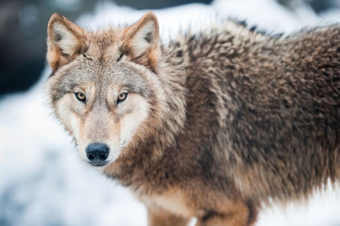 к чему сниться волк