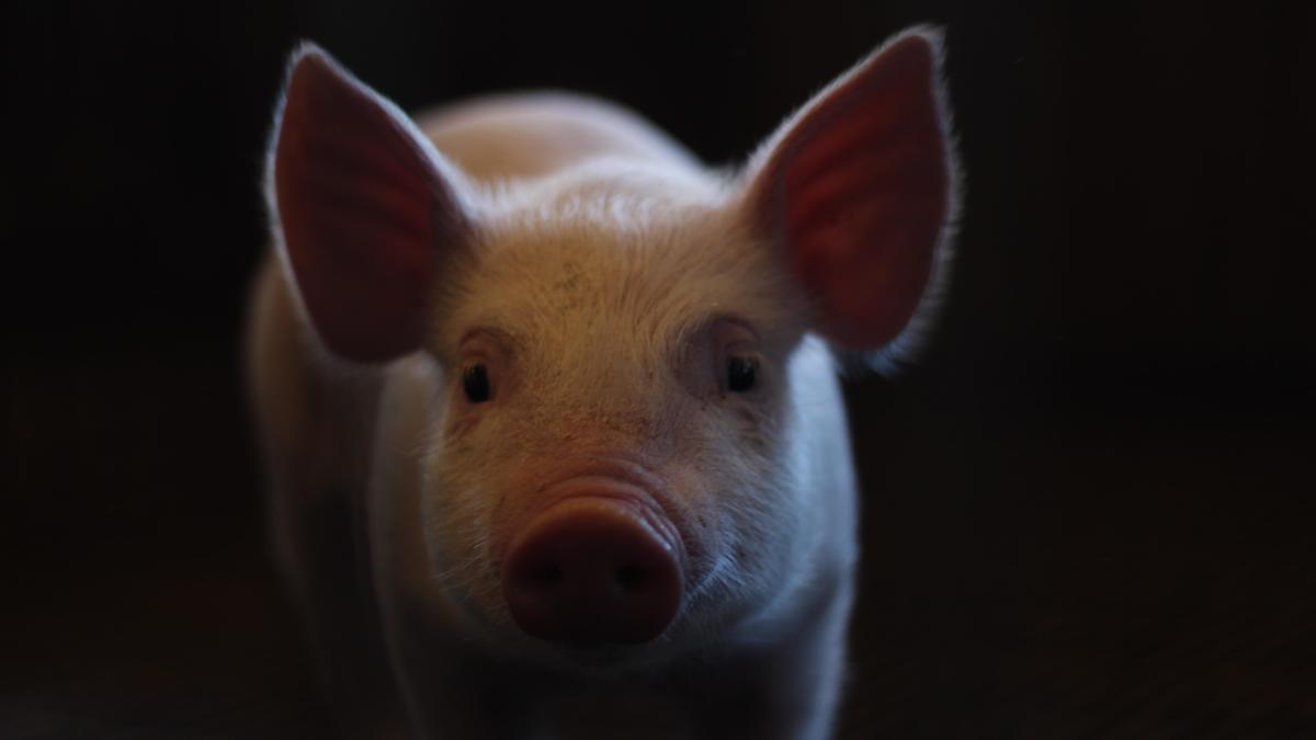 1995 рік якої тварини