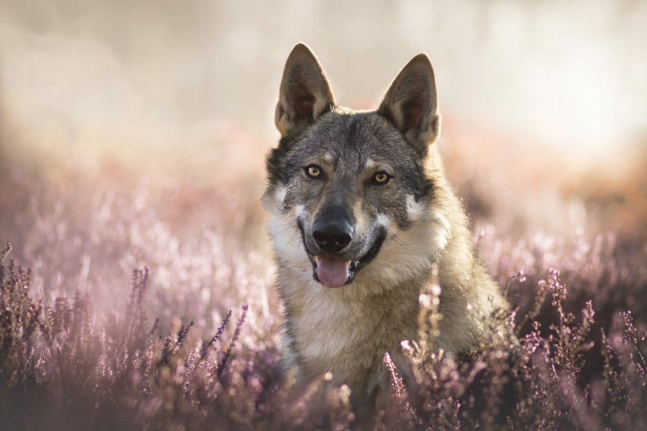 бачити у сні вовків