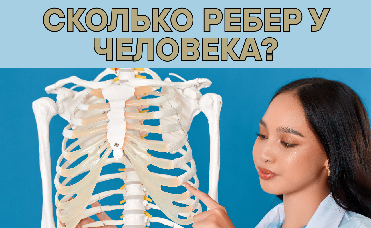 сколько ребер у человека