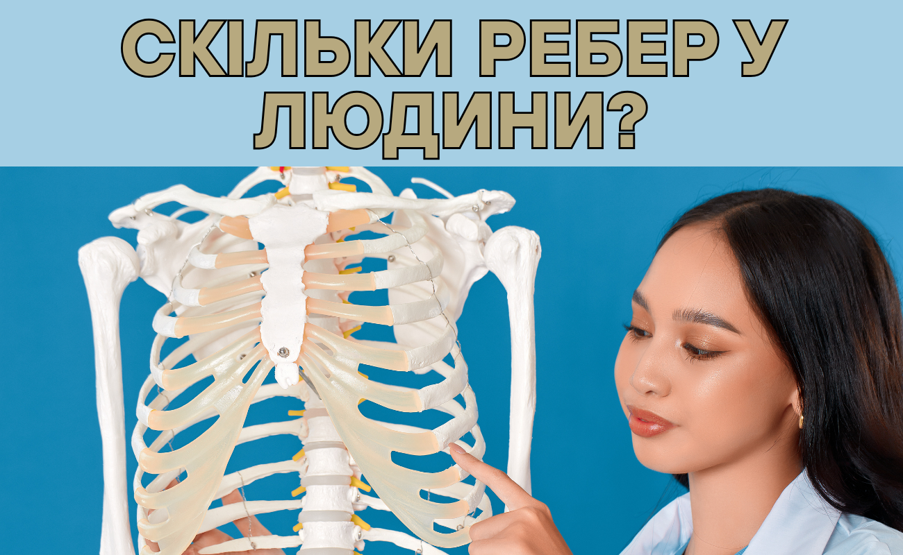 скільки ребер у людини