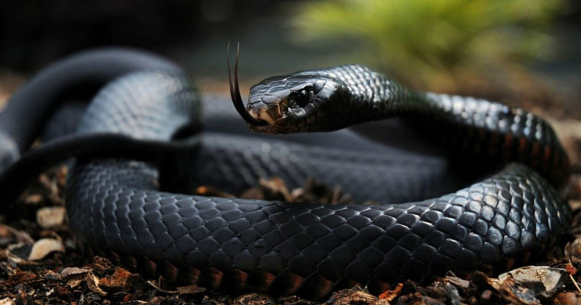 2001 в восточном календаре