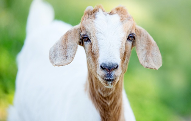 2003 в восточном календаре