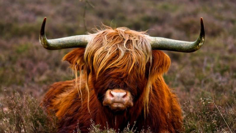 1973 в восточном календаре