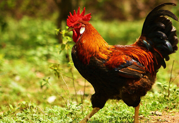 1969 год какого животного